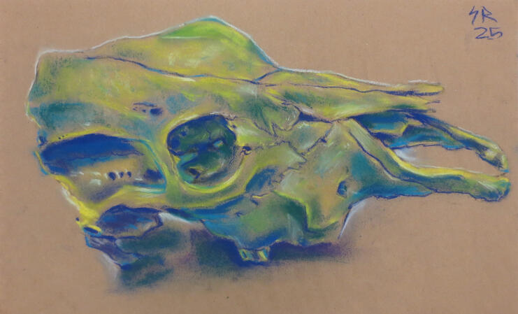 75 min observational drawing / 2025 / soft pastel and contae / 11" x 17"